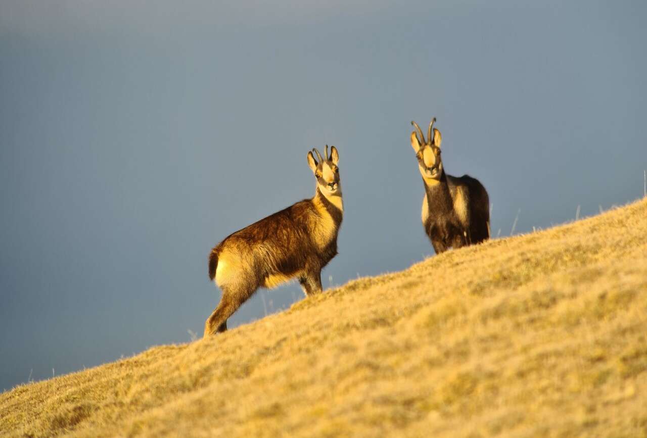 Chamois sur un rocher