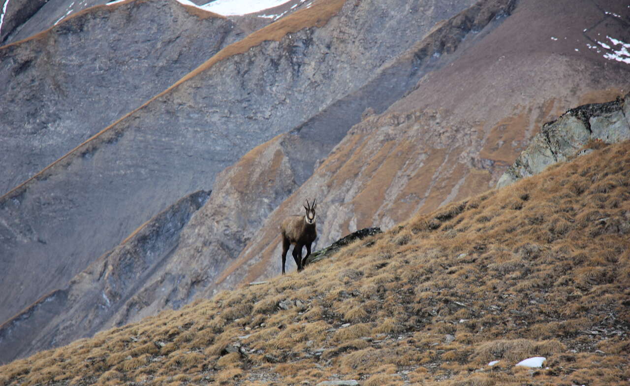 Chamois sur une pente d’altitude dans les Alpes du Sud