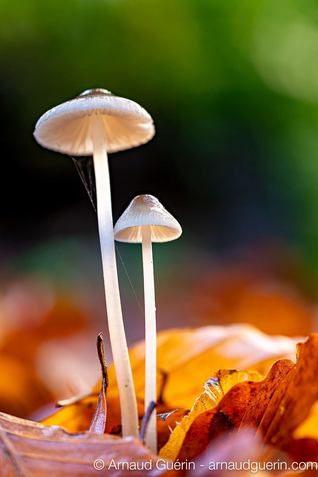 Champignons fins en sous-bois avec feuilles mortes, forêt des Andaines en automne