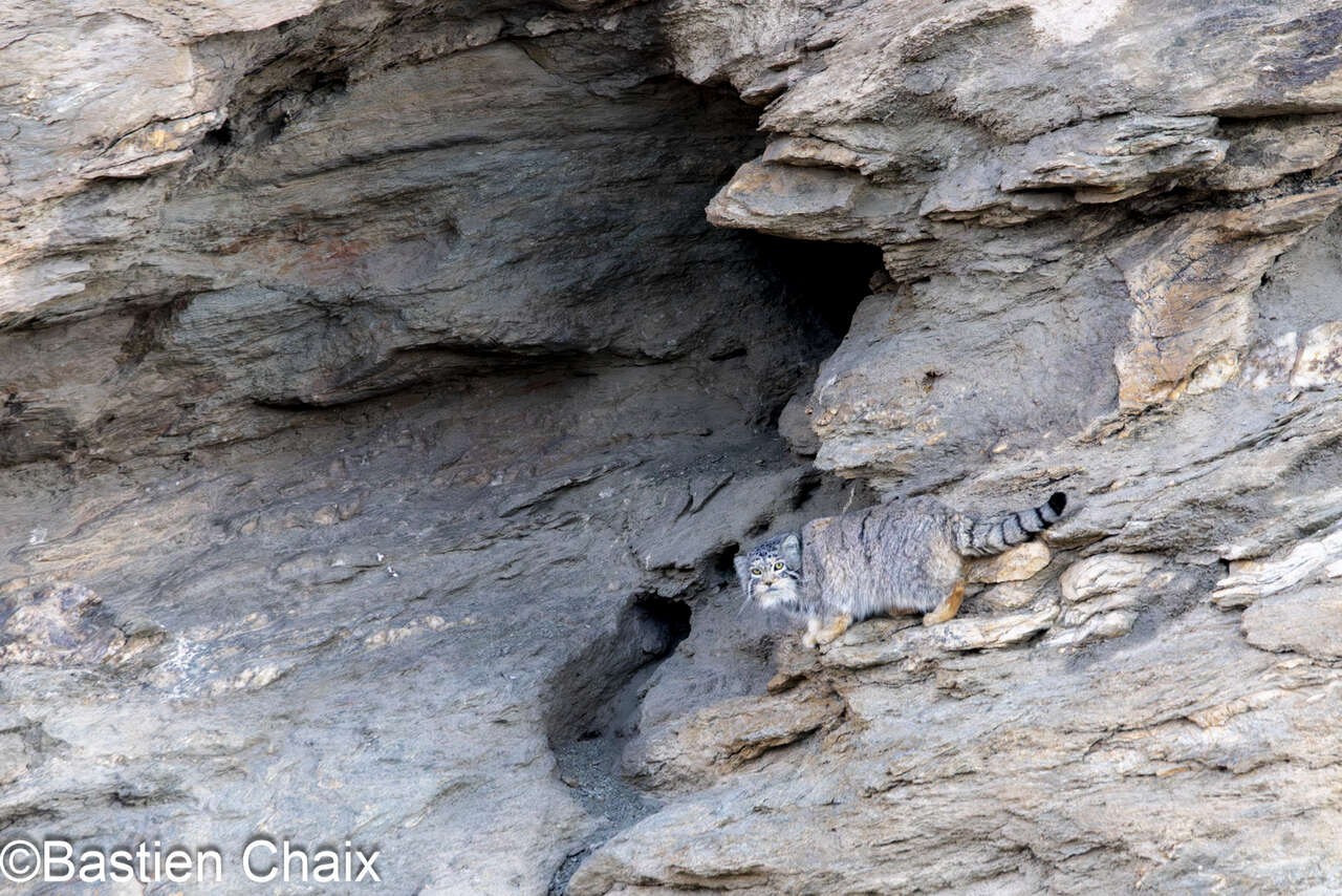 Chat de Pallas (Otocolobus manul) au Ladakh  - Observation naturaliste Amarok l'Esprit Nature