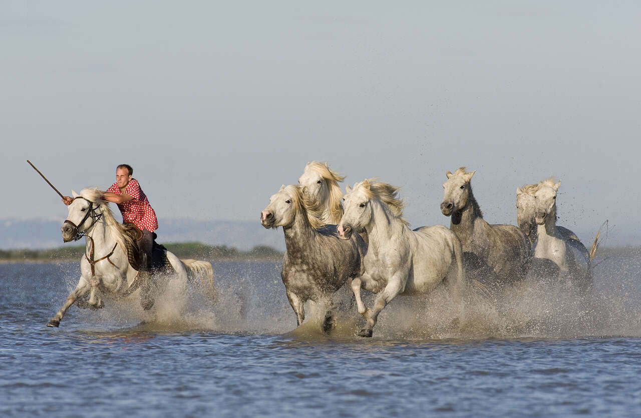Chevaux de camargue dans l'eau