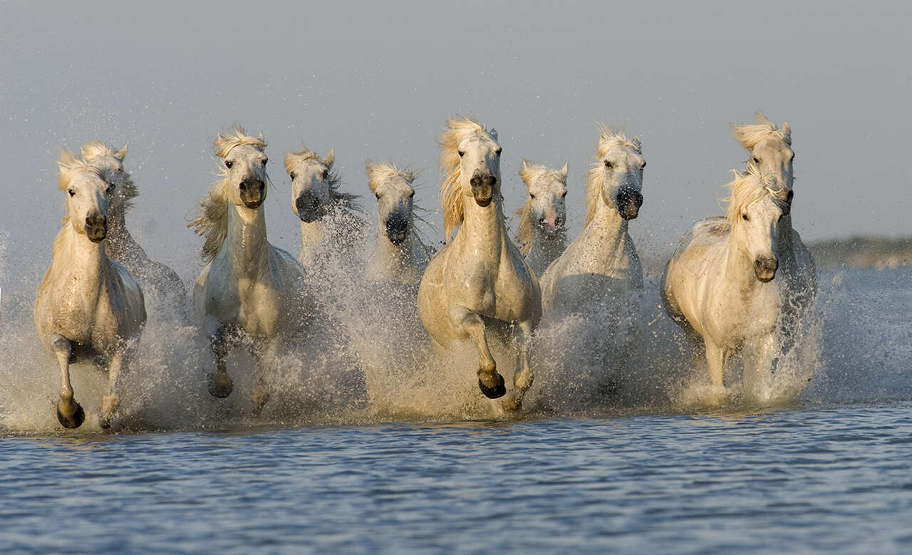 Chevaux de camargue dans l'eau