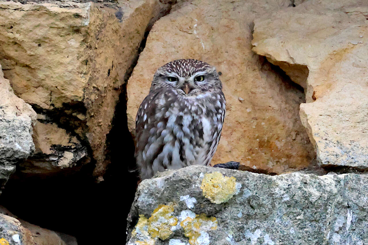 Chevêche d’Athéna perchée dans un mur de pierres sèches