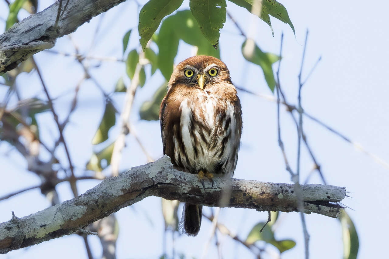 Chevêchette d’Amazonie perchée sur une branche dans la forêt amazonienne au Brésil