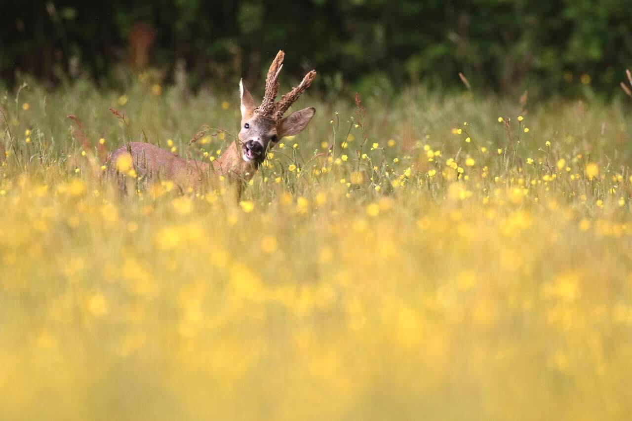 Chevreuil dans une prairie naturelle