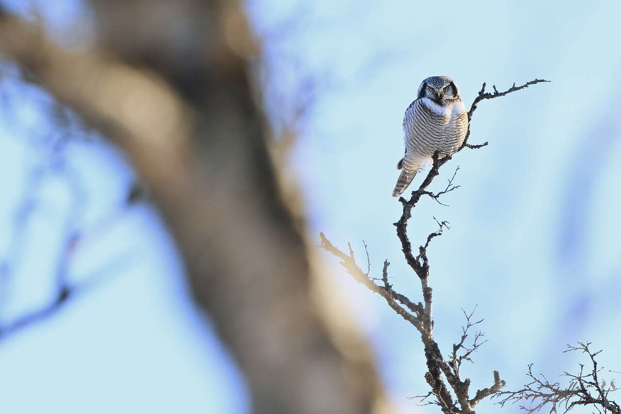 Chouette épervière perchée sur une branche dans le Dovrefjell en Norvège