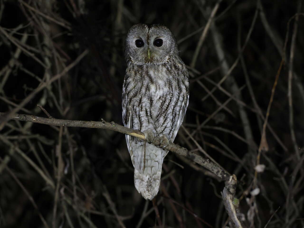 Chouette hulotte perchée de nuit