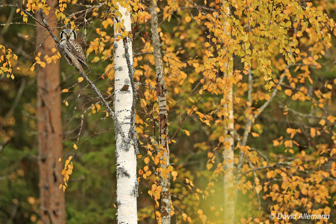 Chouette perchée sur une branche de bouleau aux couleurs d’automne en Finlande