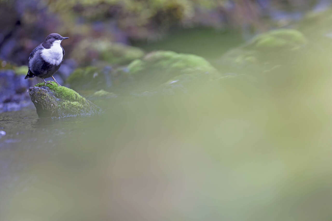 Cincle plongeur perché sur un rocher au milieu d’une rivière en Laponie Finlandaise