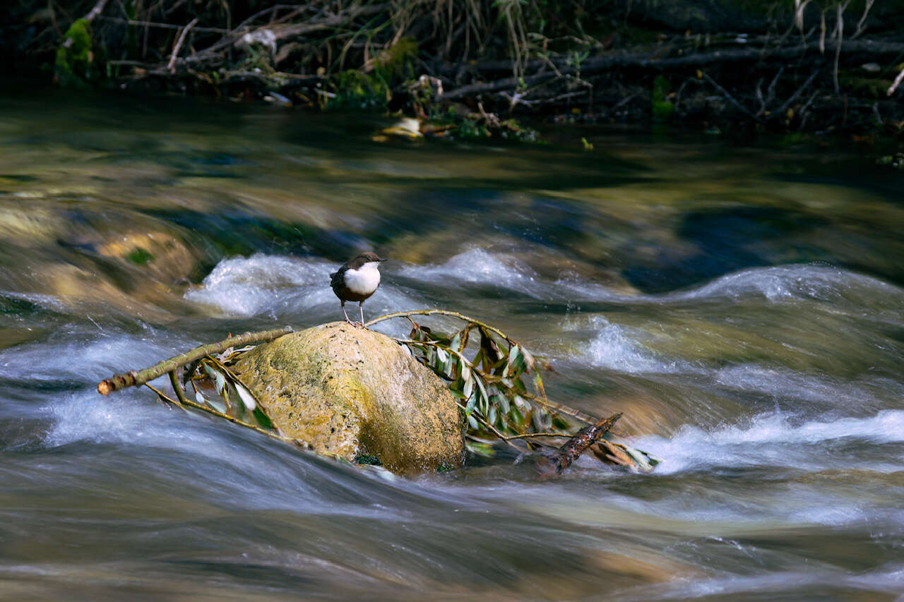 Cincle plongeur perché sur un rocher au milieu d'une rivière dans les Abruzzes