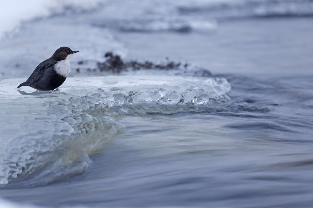 Cincle plongeur posé sur la glace d’une rivière en Finlande