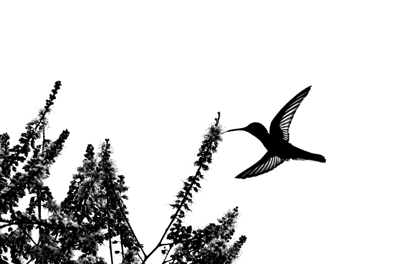 Colibri butinant une fleur photographié en noir et blanc