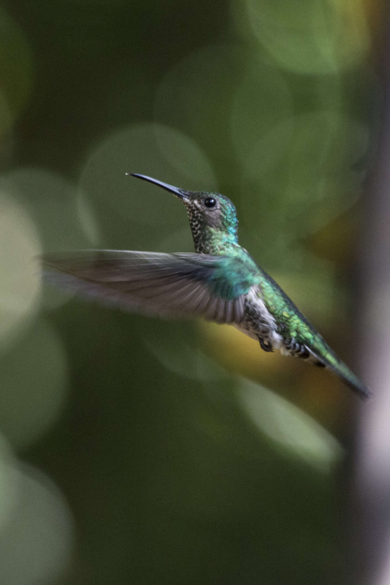 Colibri en vol dans la forêt tropicale du Costa Rica