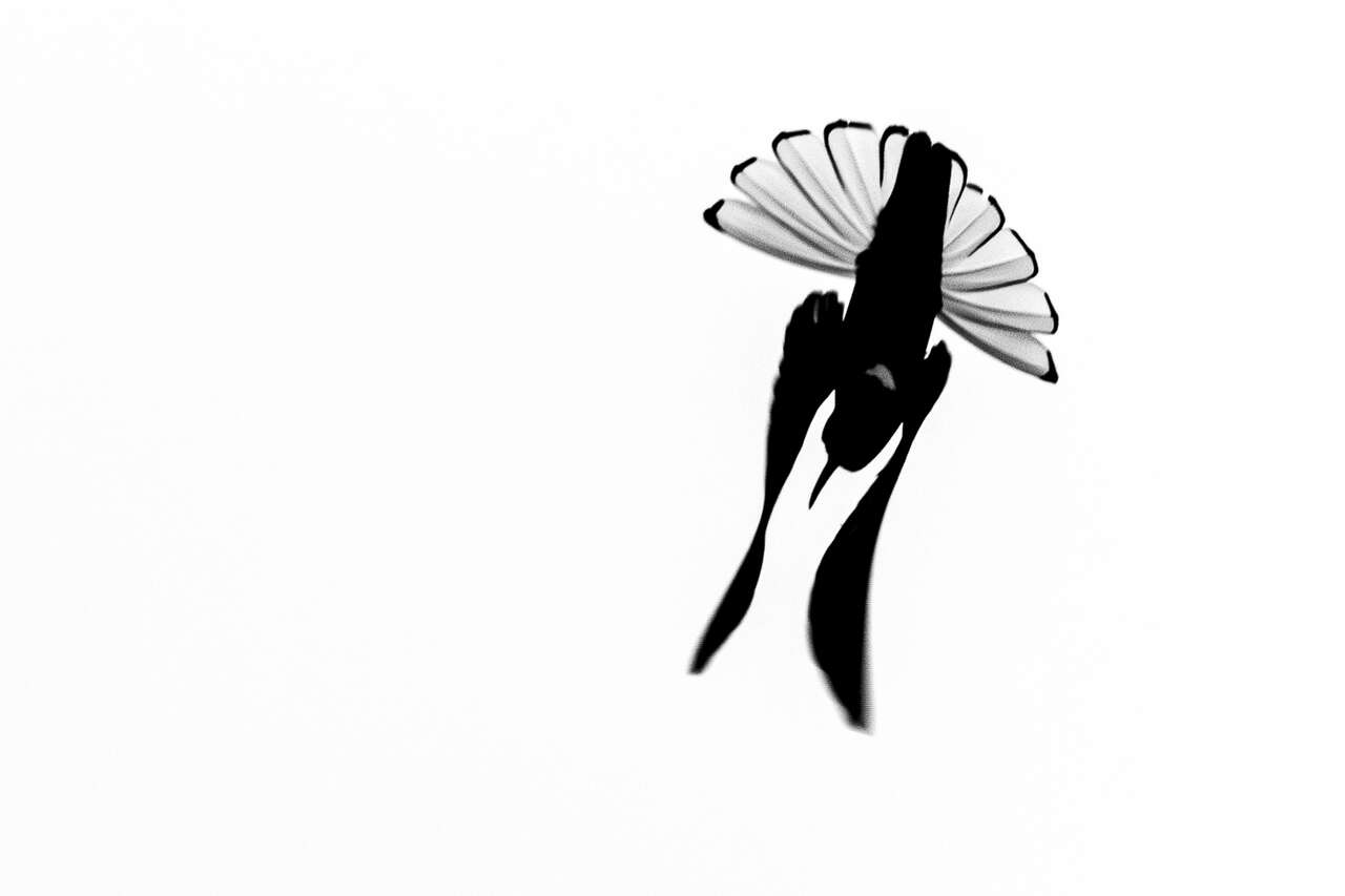 Colibri en vol photographié en noir et blanc en Amazonie