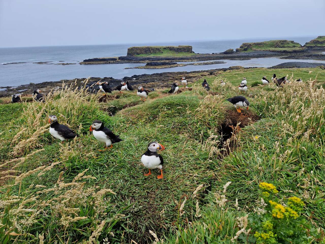 Colonie de macareux moines sur l’île de Lunga en Écosse