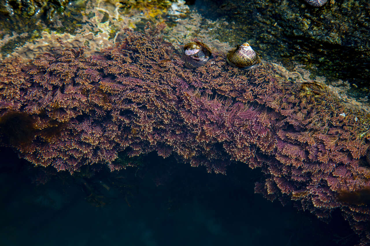 Coralline