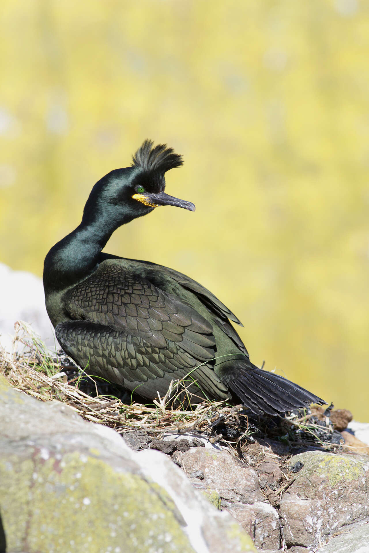 Cormoran huppé posé sur les rochers du littoral breton