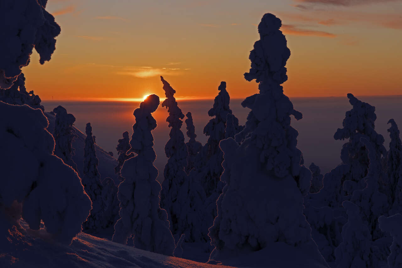 Coucher de soleil sur les arbres enneigés en Finlande