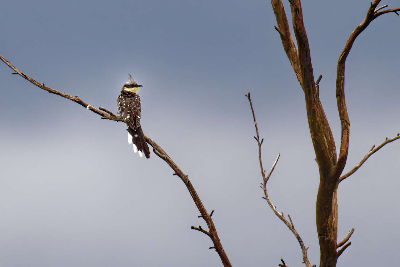 Coucou geai posé sur une branche dans les paysages sauvages d’Espagne