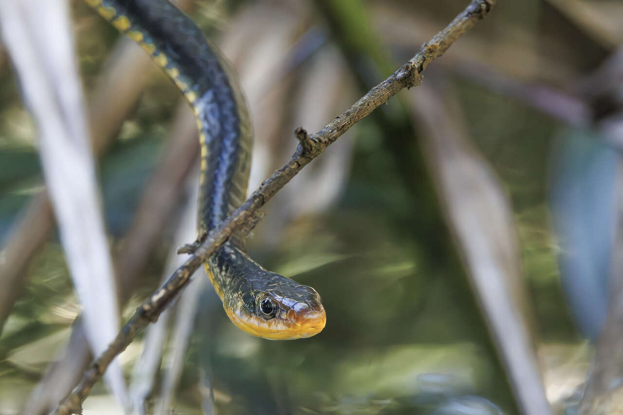 couleuvre à collier observée dans la végétation de la forêt amazonienne