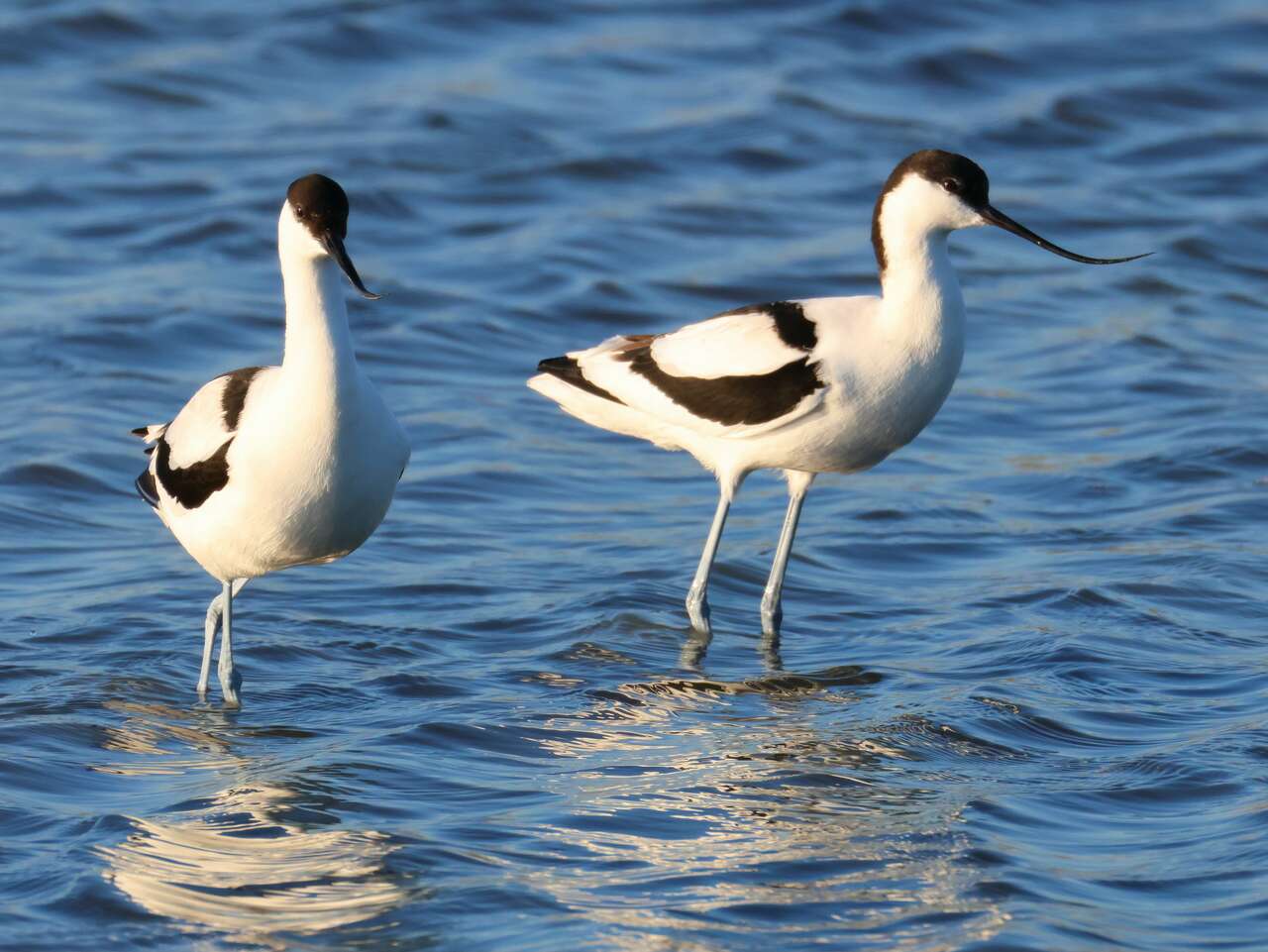 Couple d’avocettes élégantes marchant dans une eau peu profonde