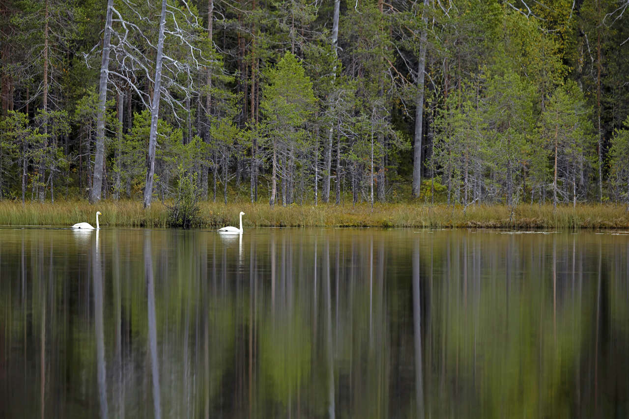 Couple de cygnes chanteurs glissant sur un lac forestier en Laponie Finlandaise