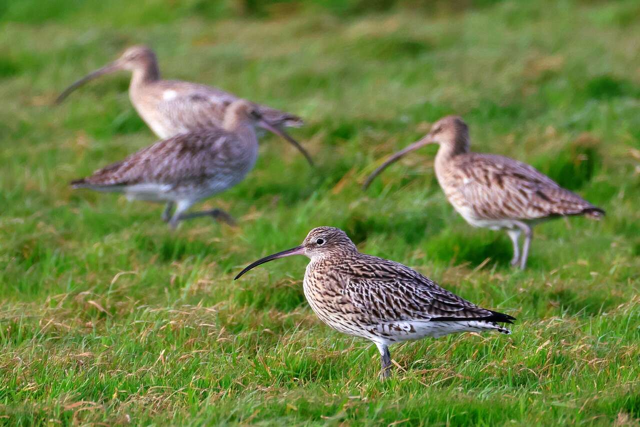 Courlis cendrés se nourrissant dans les prairies humides du littoral