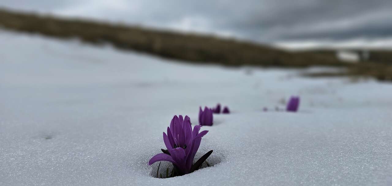 Crocus violets émergeant de la neige au printemps en montagne