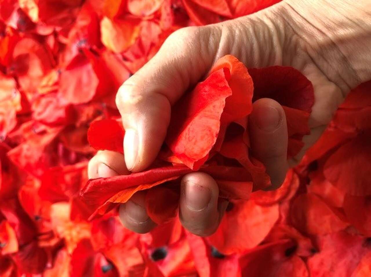 Cueillette de coquelicots