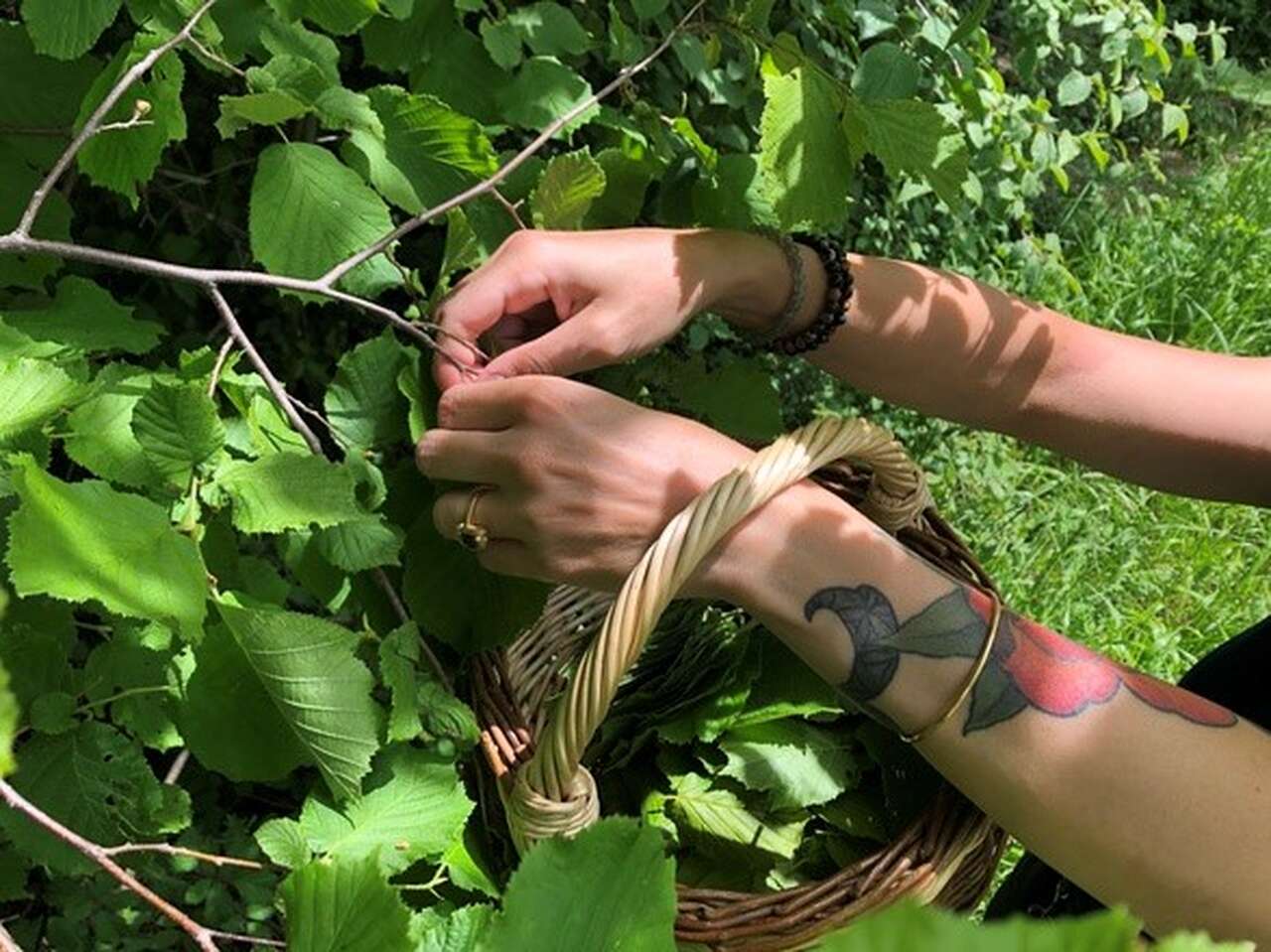 Cueillette de plantes sauvages