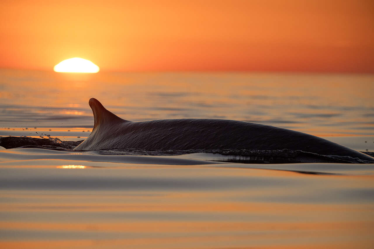 dauphin au coucher de soleil en Méditerranée – lumière dorée en mer