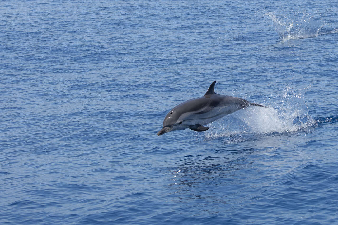 dauphin bleu et blanc sautant en Méditerranée – sanctuaire Pelagos