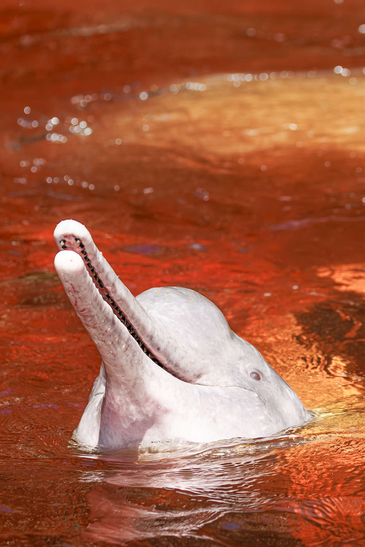Dauphin rose de l’Amazone nageant dans les eaux du fleuve au Brésil