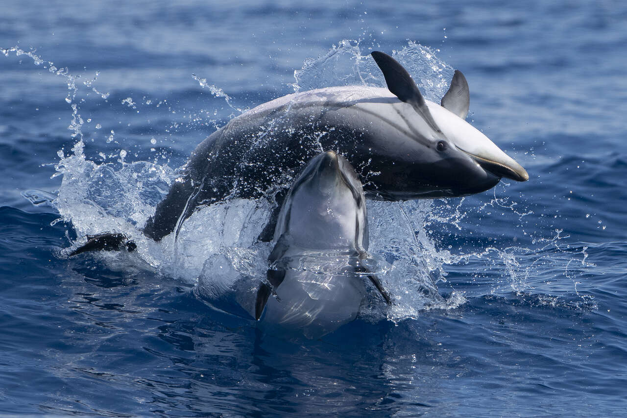 dauphins bleus et blancs en Méditerranée – observation en mer
