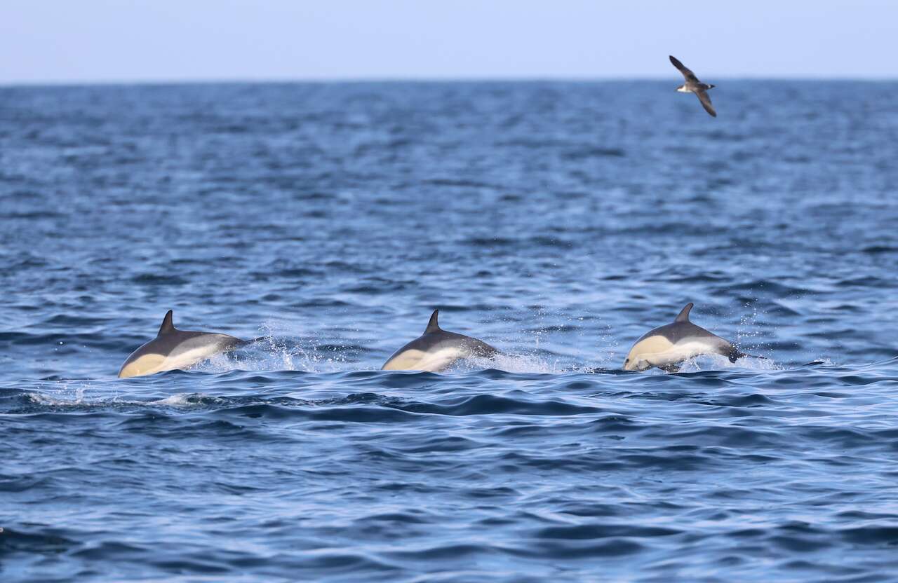 Dauphins et puffin observés en mer dans le Mor Braz en Bretagne