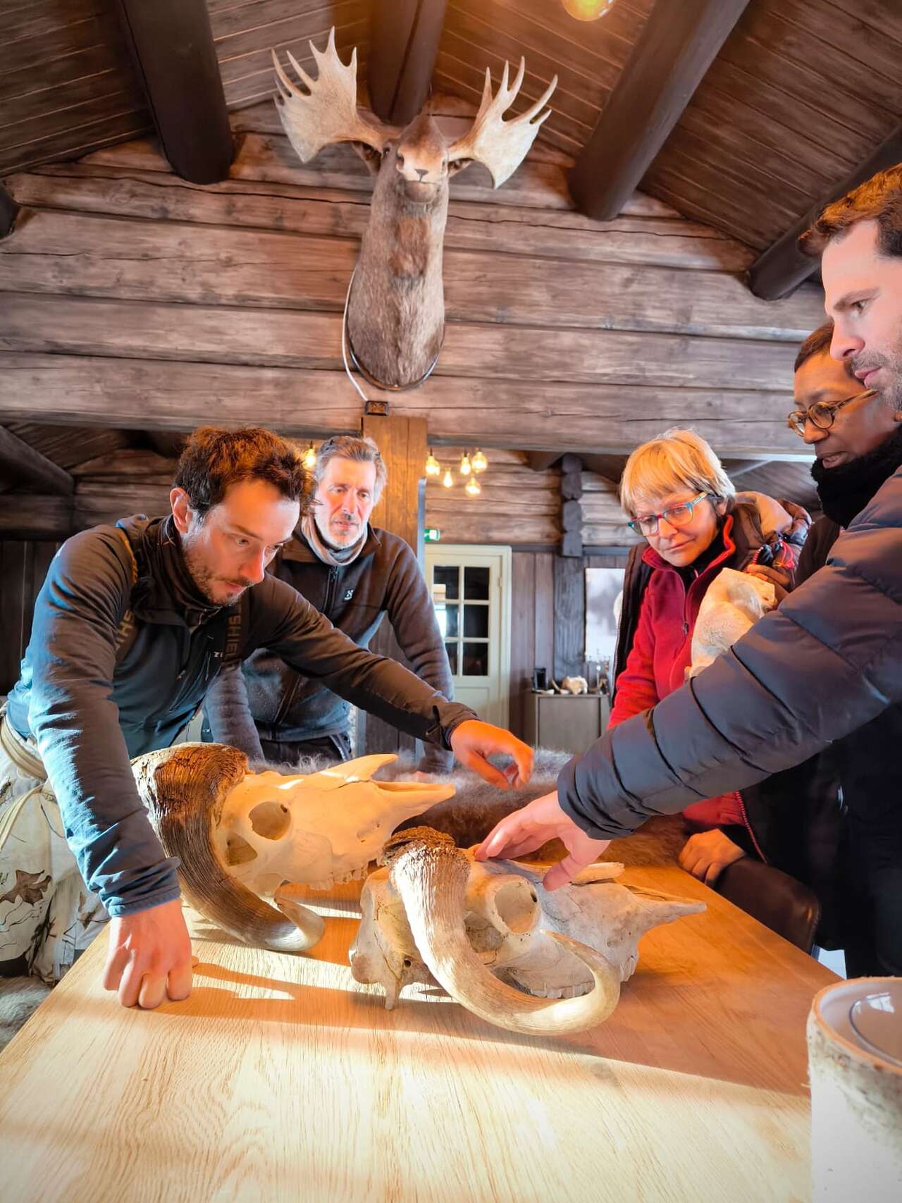 Découverte pédagogique des bœufs musqués lors d’un séjour nature en Norvège