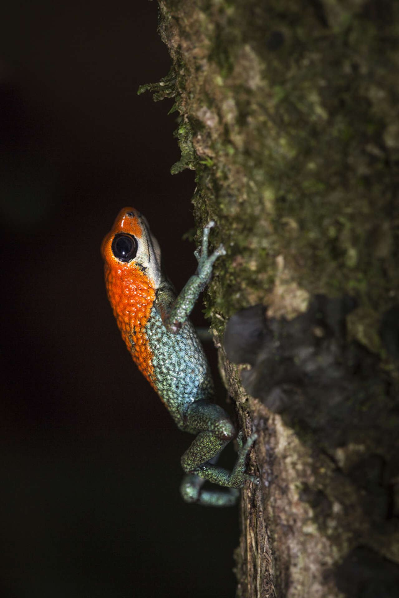 Dendrobate à tête rouge sur un tronc de forêt tropicale au Costa Rica