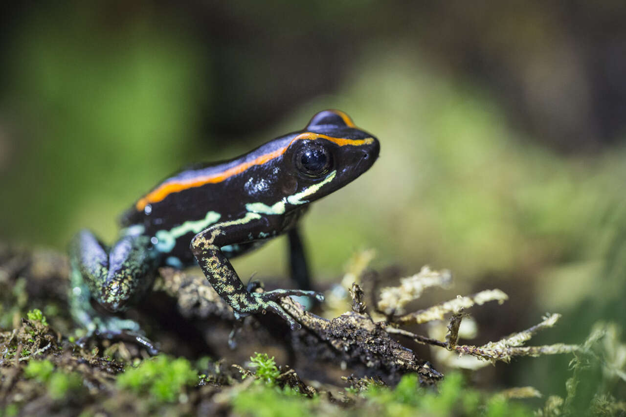 Dendrobate tropical aux couleurs vives dans la forêt humide du Costa Rica