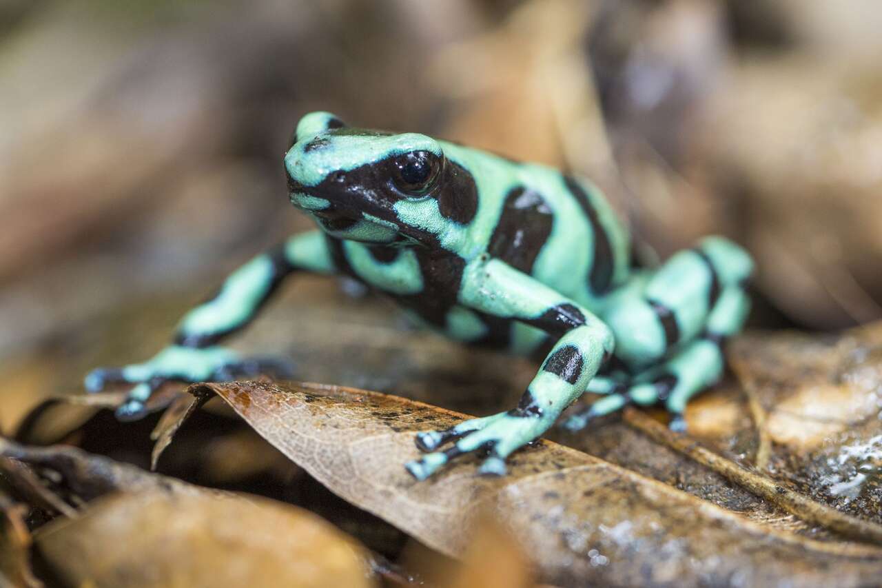 Dendrobate vert et noir observé dans la forêt tropicale du Costa Rica