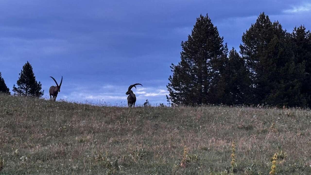 Deux bouquetins au crépuscule sur les Hauts Plateaux du Vercors