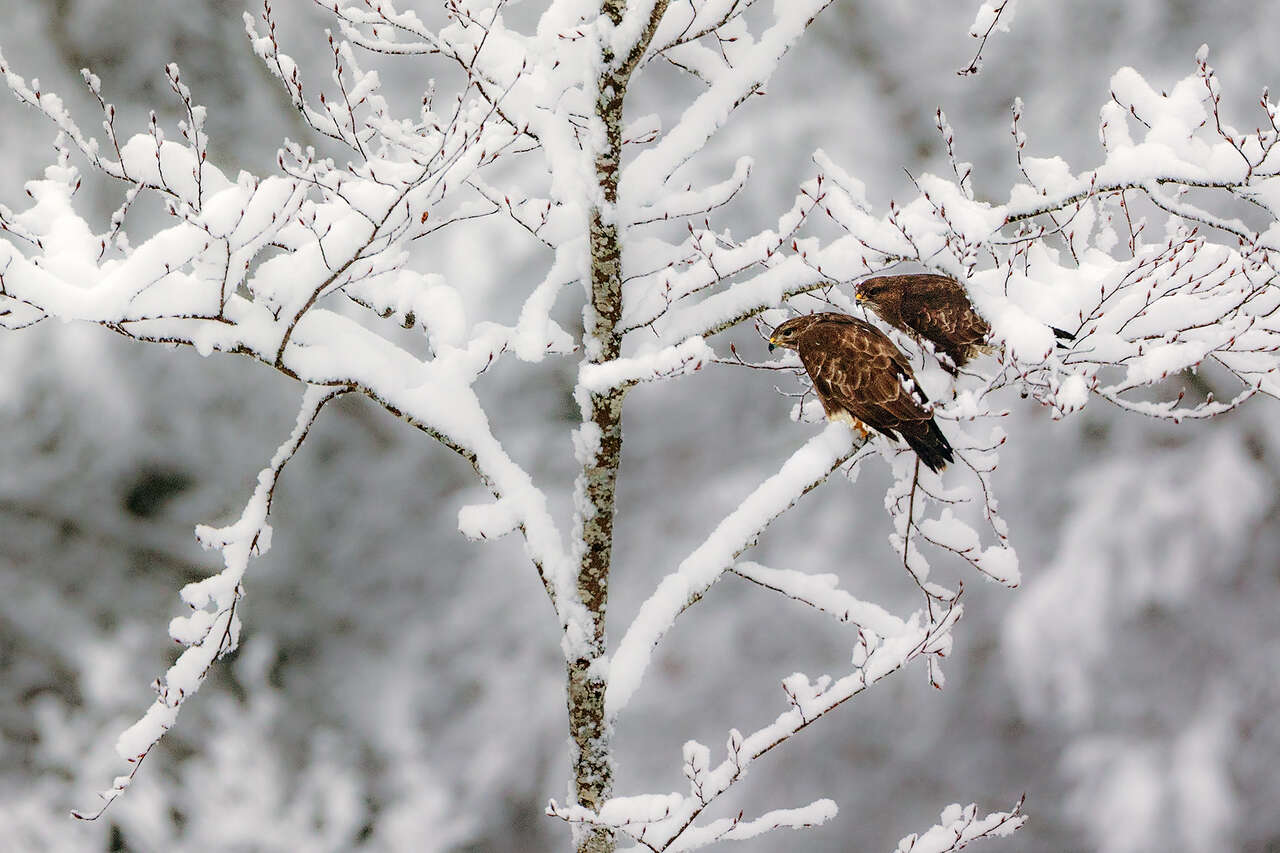 Buses variables sur une branche enneigée © Joël Brunet deux buses variables perchées sur une branche enneigée en plein hiver