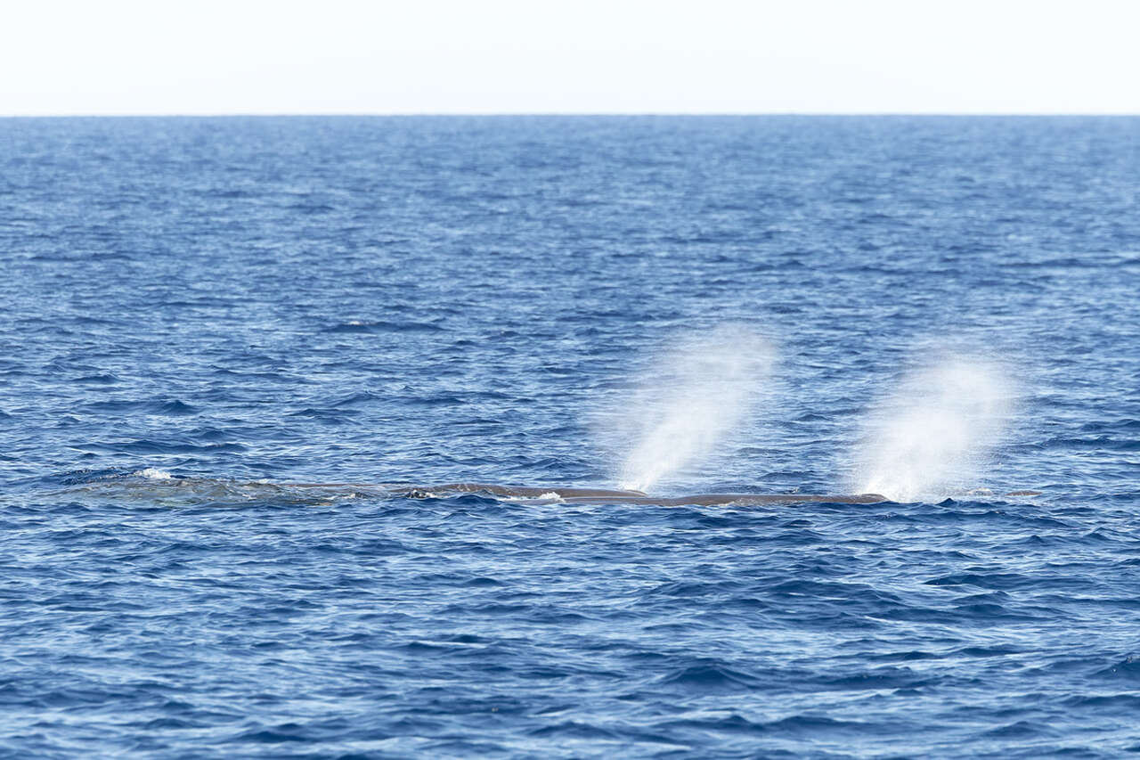 Deux cachalots nageant à la surface de la Méditerranée et projetant leurs souffles au-dessus des vagues
