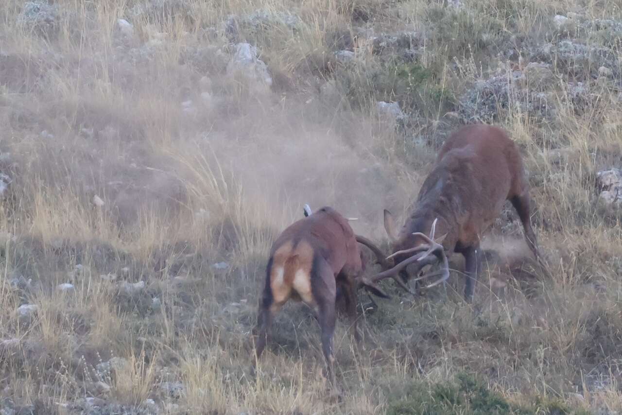 Deux cerfs élaphes mâles s'affrontant bois contre bois lors d'un combat dans les montagnes des Abruzzes