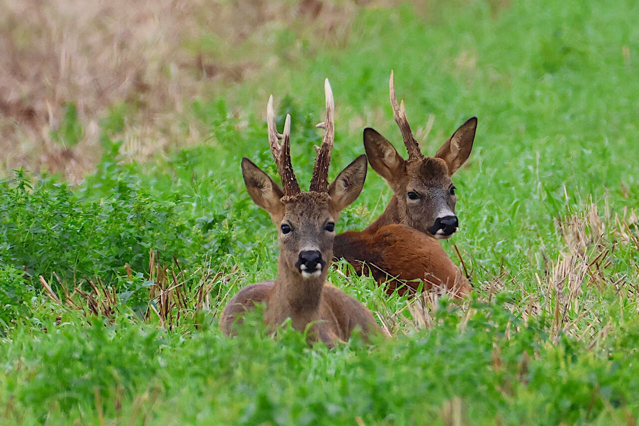 Deux chevreuils mâles couchés dans une prairie humide du Marais poitevin