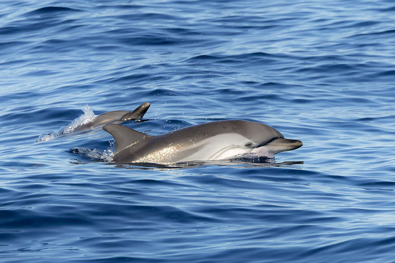 Deux dauphins bleus et blancs nageant côte à côte à la surface de la Méditerranée