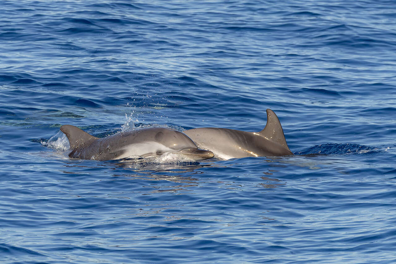 Deux dauphins bleus et blancs nageant côte à côte à la surface de la Méditerranée