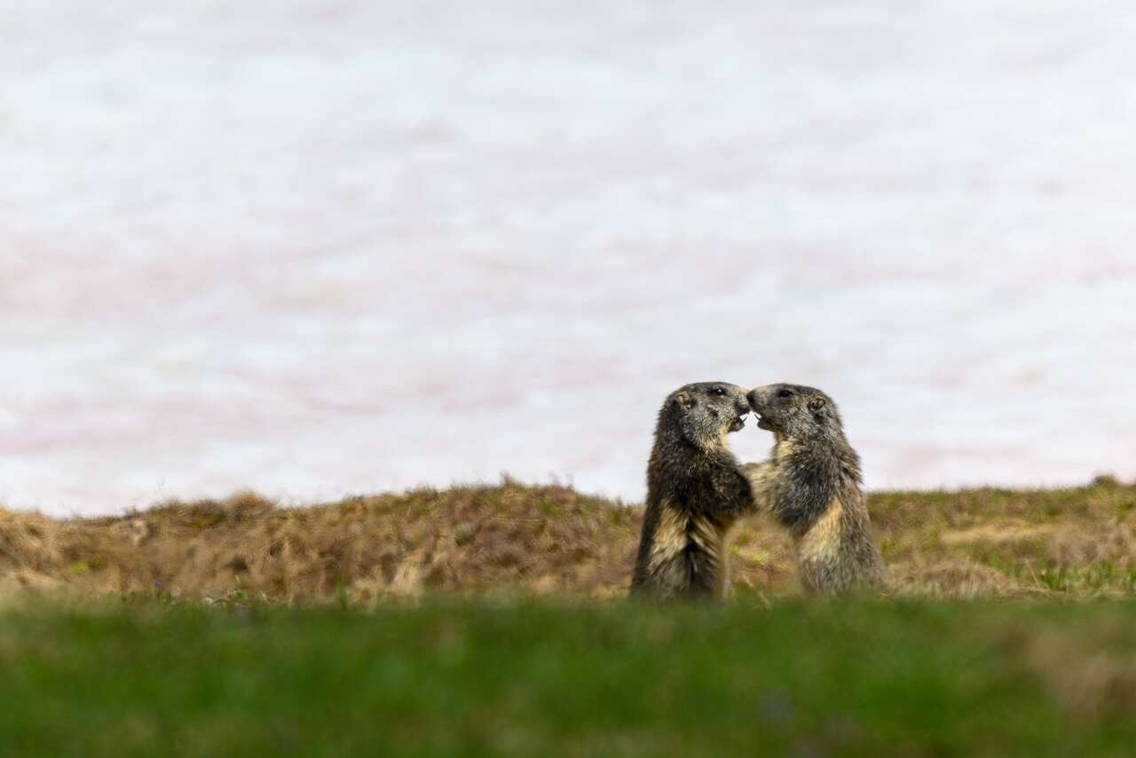 Deux marmottes des Alpes se faisant face dans une prairie d'altitude