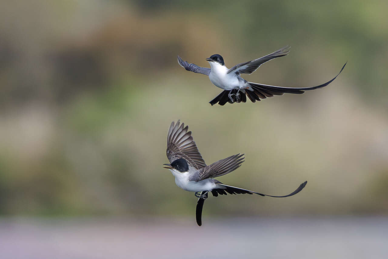 Deux tyrans des savanes en vol - oiseaux d'Amazonie