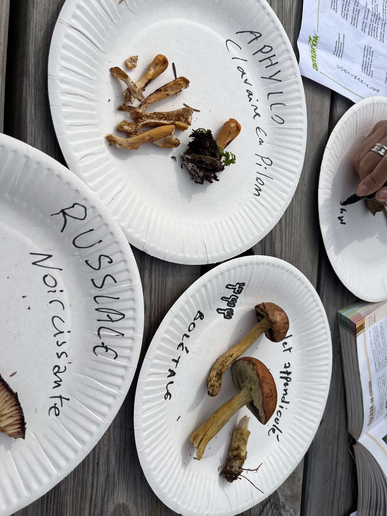 différentes espèces de champignons présentées sur des assiettes pour classification
