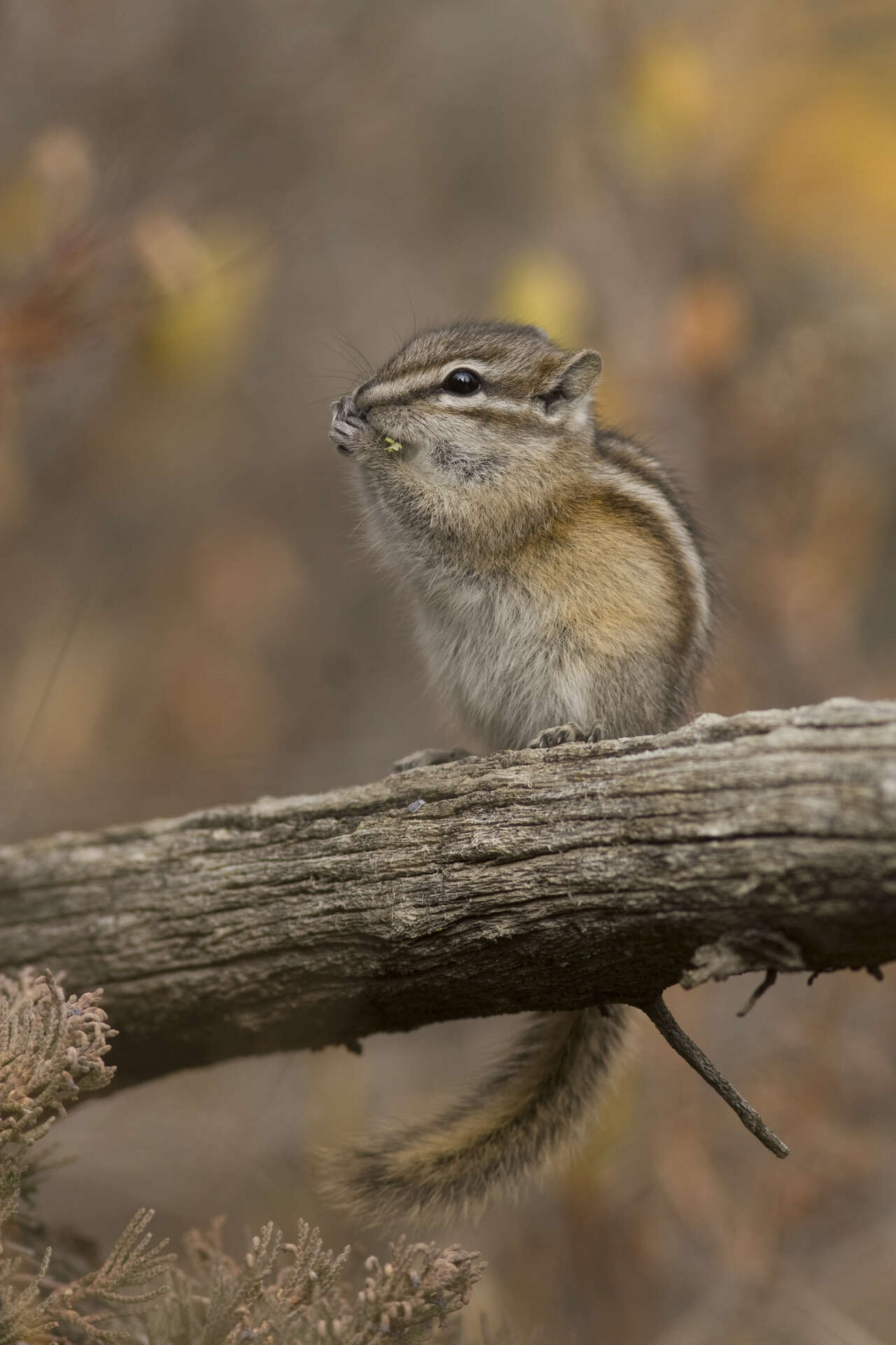 Ecureuil - Canada au fil de l'eau